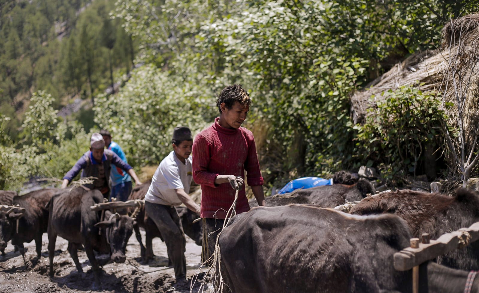 तस्विरः अनुप शाही, सर्केगाड, हुम्ला